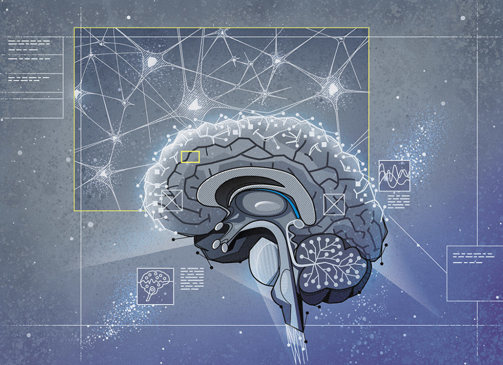 Brain