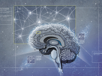 Brain