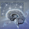Brain