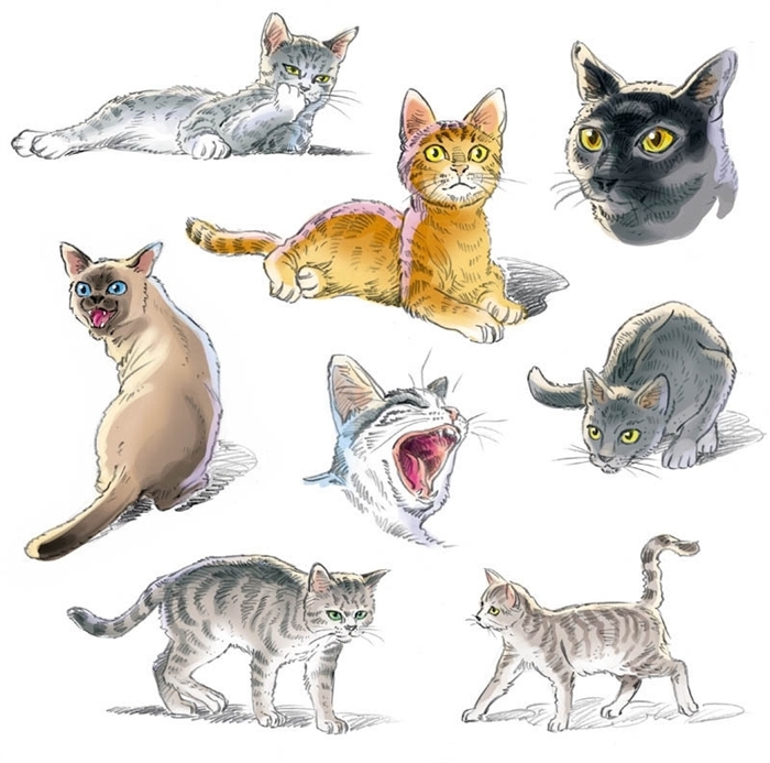 Cats illustration