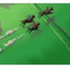 Horse race