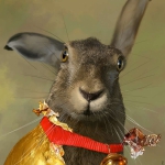 Goldhase
