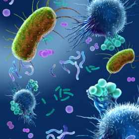 Bacteria 1 Bacteria 1