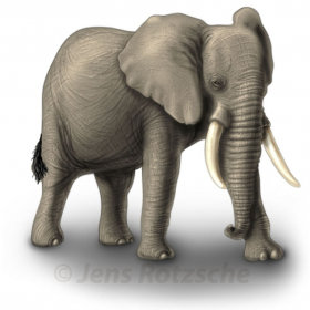 Elephant Elephant