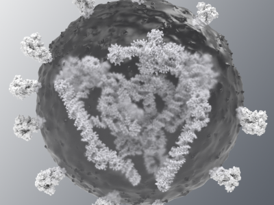 Medizinische 3D Animationen Immunsytem für Pfizer