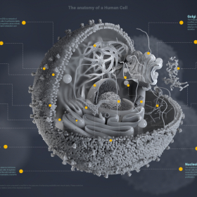 Medizinische 3D Visualisierungen Medizinische 3D Visualisierungen