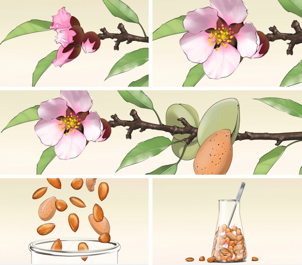 Storyboards, Animatics, Visuals für die MaFo, Moodfilme, Food, P